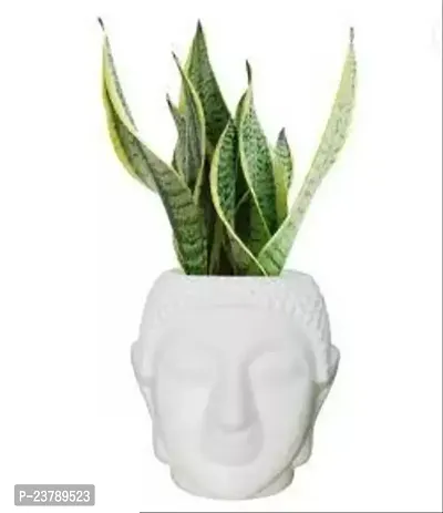 Home And Decor Buddha Pot Indoor White 7 Inch Pot-thumb0