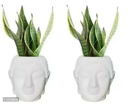 Home And Decor Buddha Pot Indoor White 7 Inch Pot-thumb0