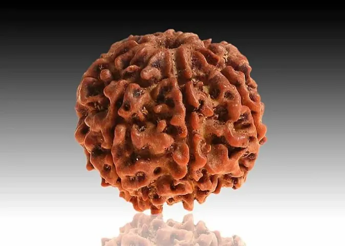 Mukhi Faced Rudraksha | Certified | Astrological seven Mukhi/Faced Rudraksha |