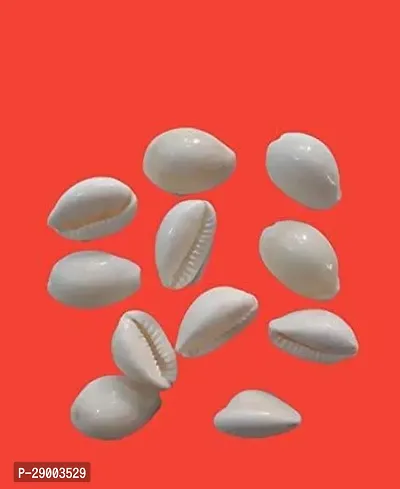 Natural Kodiya, Kawdi, Kaudi, White -Set of 11 Pieces-thumb0