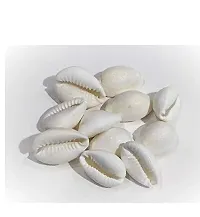 Natural Kodiya, Kawdi, Kaudi Cowrie Shells for Laxmi and Diwali Pooja, White -Set of 11 Pieces-thumb1