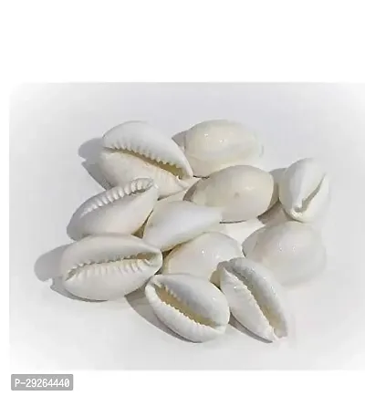 Natural Kodiya, Kawdi, Kaudi Cowrie Shells for Laxmi and Diwali Pooja, White -Set of 11 Pieces-thumb2