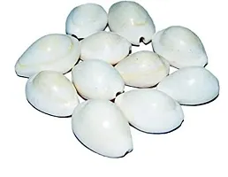 Natural Kodiya, Kawdi, Kaudi Cowrie Shells for Laxmi and Diwali Pooja, White -Set of 11 Pieces-thumb2