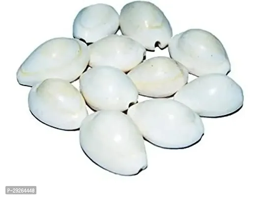 Natural Kodiya, Kawdi, Kaudi Cowrie Shells for Laxmi and Diwali Pooja, White -Set of 11 Pieces-thumb3