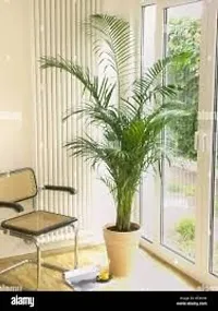 GLBALPLANTS ARECA PLAM LIVE PLANTS / Air Purifier Indoor Plants for Home v-thumb2