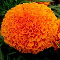 3 type of marigold flower seeds 300-thumb2