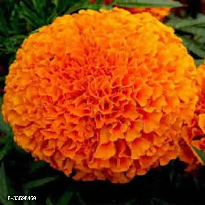 3 type of marigold flower seeds 300-thumb3