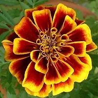 3 type of marigold flower seeds 300-thumb3