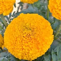 3 type of marigold flower seeds 300-thumb1