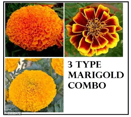 3 type of marigold seeds