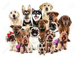 Padded Nylon Dog Body Belt Dog Leash Large (Neck Size - 18-30 inch) (Chest Size - 24-34 inch) Combo Harness Leash pack 2 Blue-thumb2