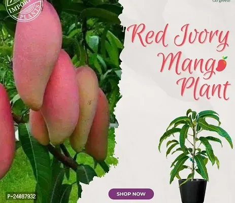 Red Joory Mango Plant-thumb0