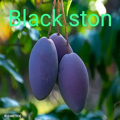 Black Ston Plant