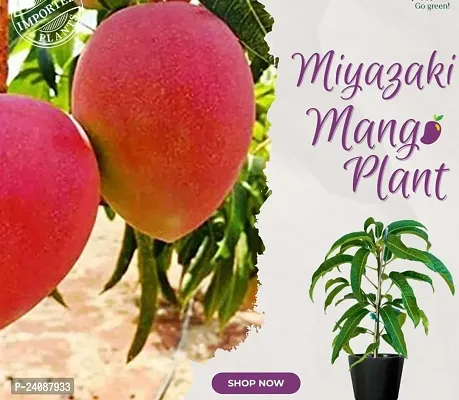 Miyazaki Mango Plant