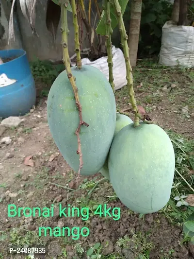 Bronai King Mango Plant-thumb0