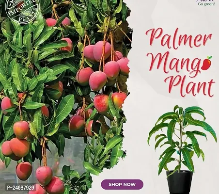 Palmer Mango Hybrid Live Plant Grafted Original Variety