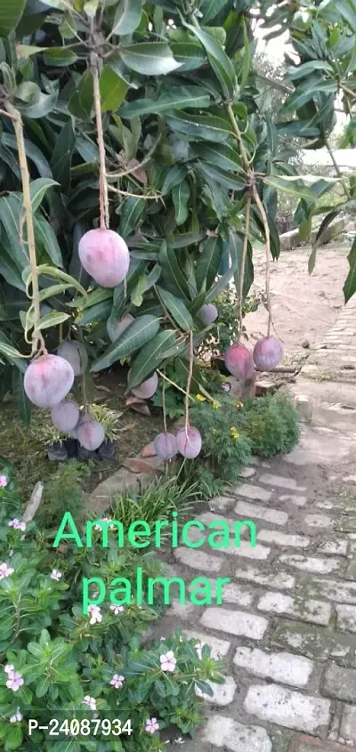 American Palmar Plant