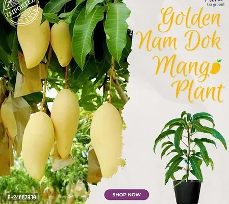 Golden Nam Dok Mango Plant