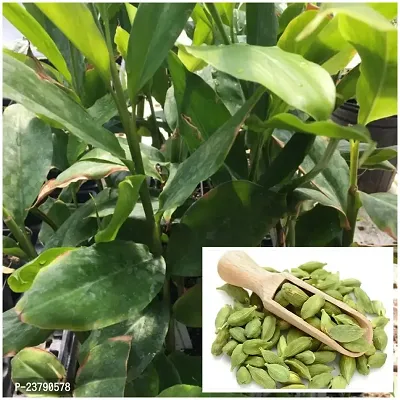 Elachi Plant - cardamomum Plant