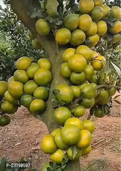 Orange Plant - Lemon Tree