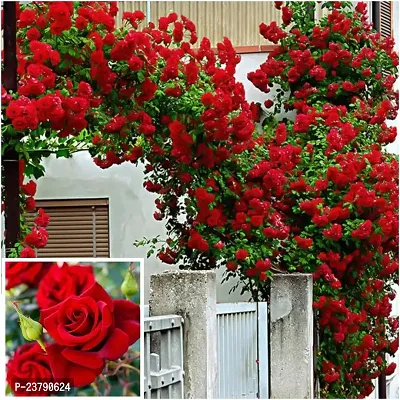 Red Rose Plant For Home Garden Decor-thumb0