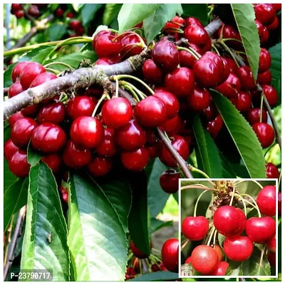 Cherry Plant - Red Cherry Fruit Tree-thumb0