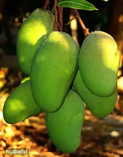 All Time Mango Plant - Grafted Mango Plant-thumb0