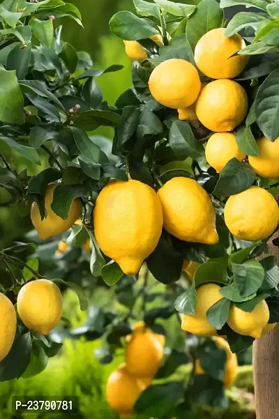 Hybrid Lemon Plant - Grafted Lemon Plant Nimbu