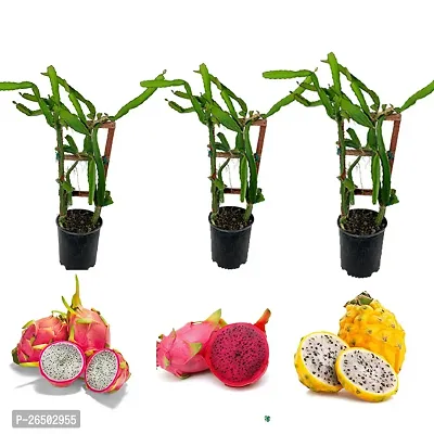 Hybrid Sweet Dragon Fruit Plant Combo Pack Of 3 Original Plant