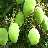 Hybrid All Time Mango Plant Grafted Pack Of 1-thumb1