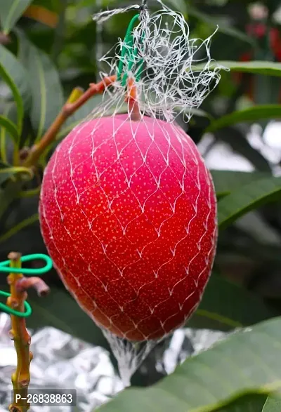 Hybrid Grafted Miyazaki Mango Plant Sweet Fruit Plant-thumb2