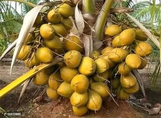 Hybrid Kerala Coconut Plant Good Quality Tree-thumb0