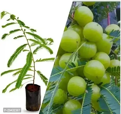 green amla plant pack of 1-thumb0