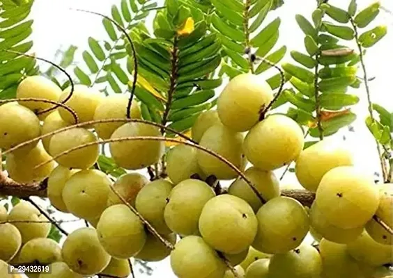 Hybrid Amla Fruit Plant