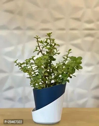 Jade Plant With Self Watering