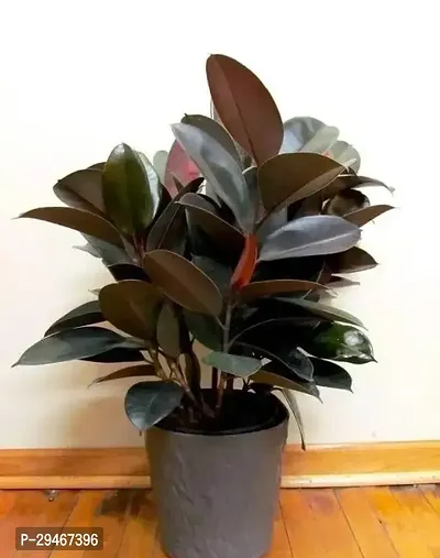 black rubber tree plant