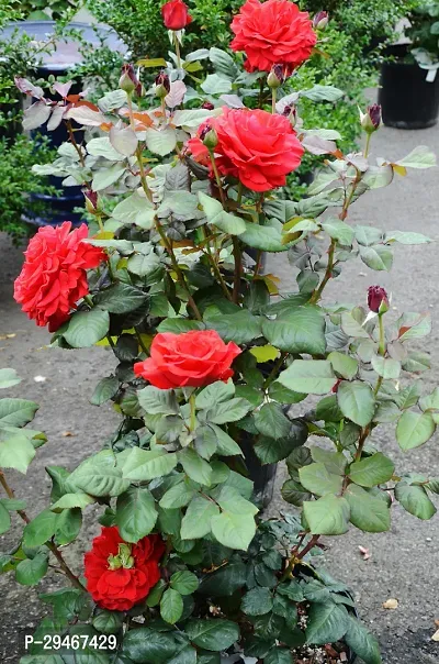 Red Rose Plant Hybrid Grafted Plant-thumb0