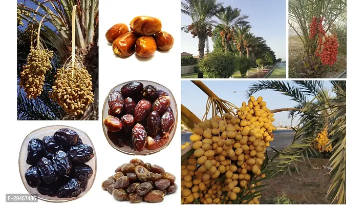 Sweet Hybrid Grafted Date Palm Plant - Khajur Tree