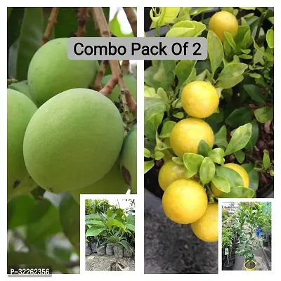 All Time Mango Plant And Lemon Plant Combo Pack Of 2-thumb0