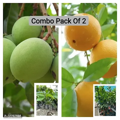 Grafted Mango Plant And Grafted Lemon Plant, Pack of 2