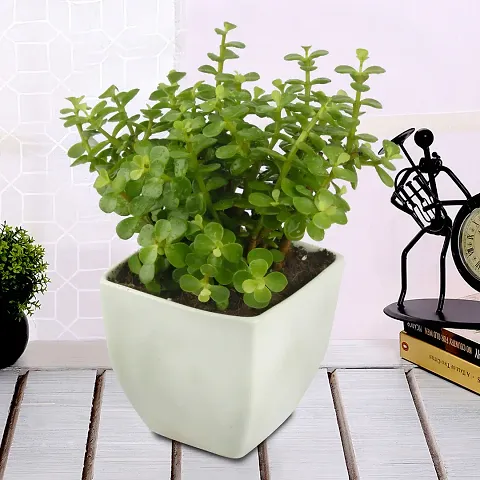 Trendy Plant & Planters 