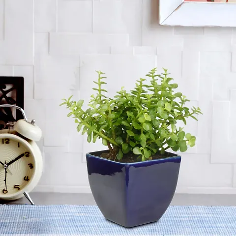 Trendy Plant & Planters 