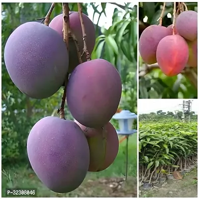 Hybrid Grafted Miyazaki Mango Plant Japanese Verity-thumb0