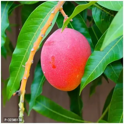 Red Japanese Mango Plant Hybrid Grafted Mango Tree