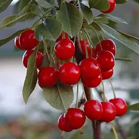 Grafted plant cherry fruit tree pack of 1-thumb1