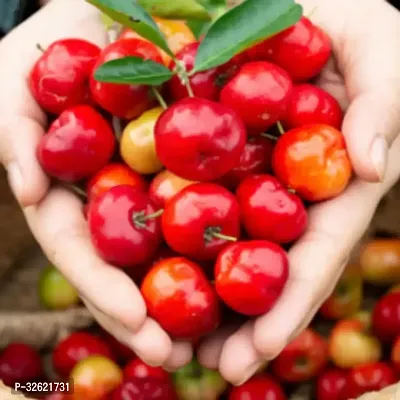 Red Cherry Plant-thumb2