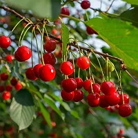 Red Cherry Plant-thumb2