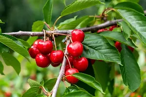 Red Cherry Plant-thumb3