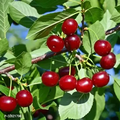 Hybrid Cherry Plant Red Fruit Pack Of 1