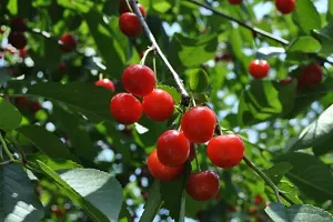 Hybrid Cherry Plant Red Fruit Pack Of 1-thumb1